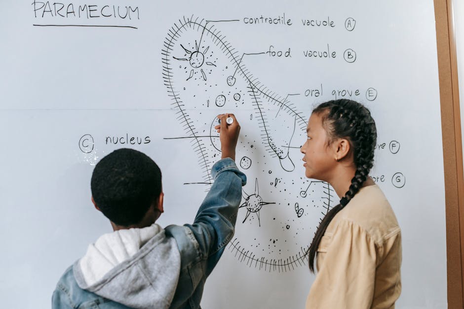 Back view of multiethnic boy and girl drawing on whiteboard in classroom
